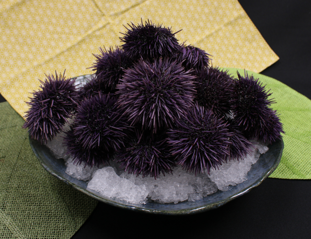 (Seasonal) Live Wild Purple Sea Urchin (20 pcs) Tradewind Seafood
